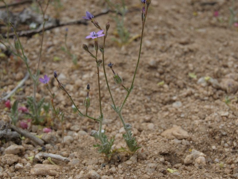 Gilia inconspicua, photographed by Jim Morefield