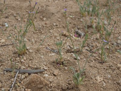 Gilia inconspicua, photographed by Jim Morefield