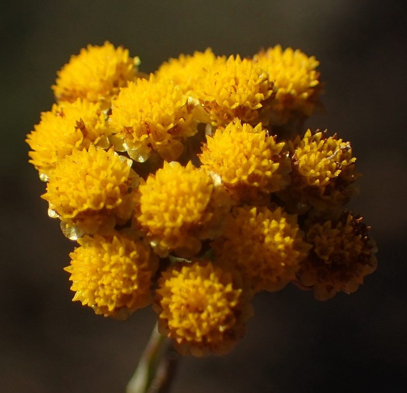 Helichrysum anomalum, photographed by Nicola van Berkel