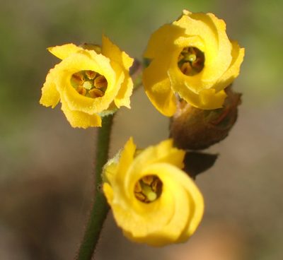 Hermannia althaeoides, photographed by Nicola van Berkel