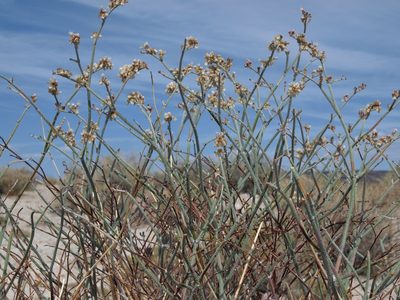 Eriogonum nummulare, photographed by Jim Morefield