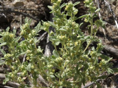 Euphrosyne nevadensis, photographed by Jim Morefield