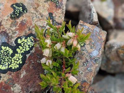 Vaccinium boreale, photographed by Todd Boland
