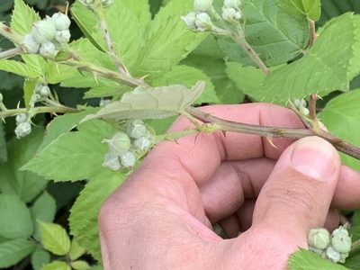 Rubus procerus, photographed by Tom Erler