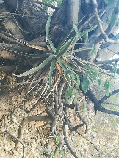 Agave funkiana, photographed by Francisco Martínez González