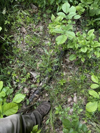 Carex festucacea, photographed by Summit Metro Parks