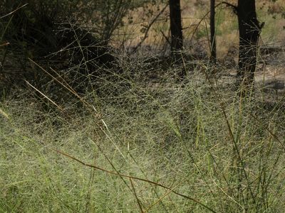 Muhlenbergia asperifolia, photographed by Jim Morefield