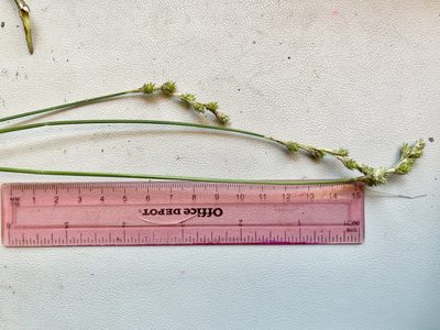 Carex festucacea, photographed by Summit Metro Parks