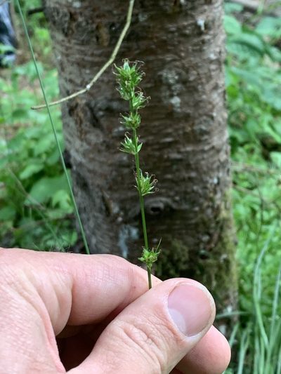 Carex leersii, photographed by Tom Erler