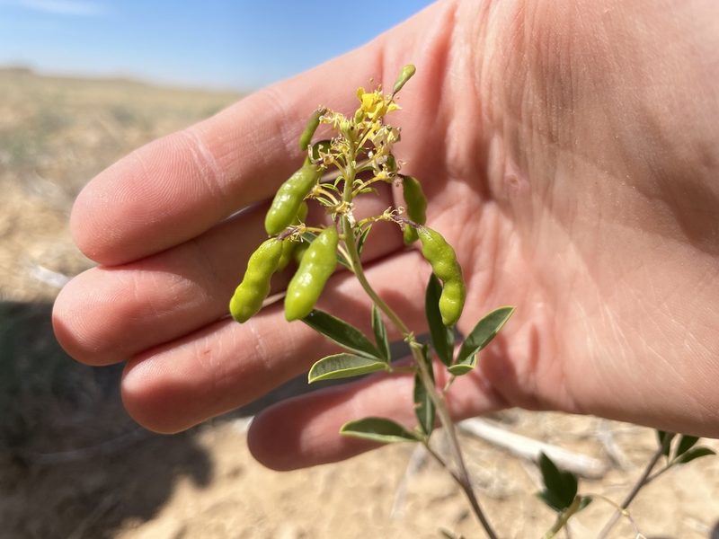 Cleomella lutea, photographed by Bobby McCabe