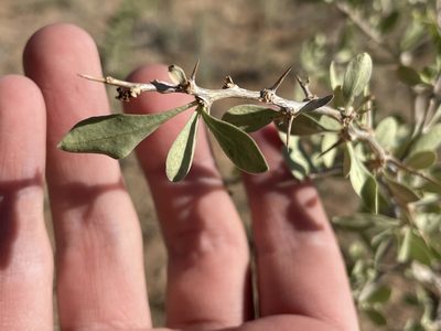 Lycium pallidum, photographed by Bobby McCabe