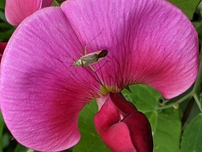 Lathyrus grandiflorus, photographed by Piermario Maculan