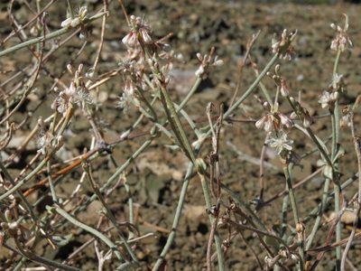 Eriogonum panamintense, photographed by Jim Morefield