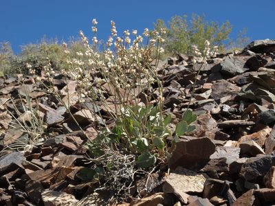 Eriogonum rupinum, photographed by Jim Morefield