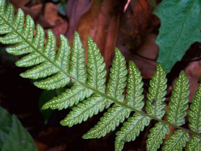 Leptogramma tottoides, photographed by Jacy Chen