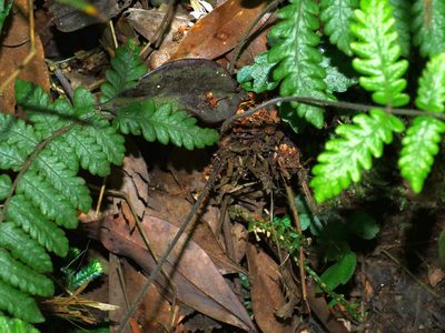 Leptogramma tottoides, photographed by Jacy Chen