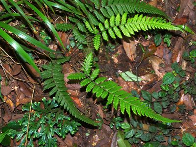 Leptogramma tottoides, photographed by Jacy Chen