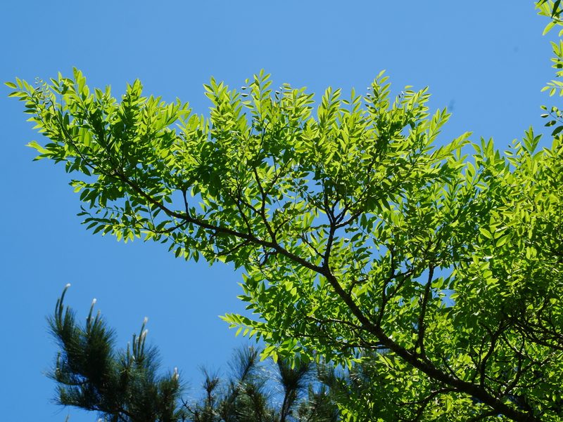 Maackia taiwanensis, photographed by Jacy Chen