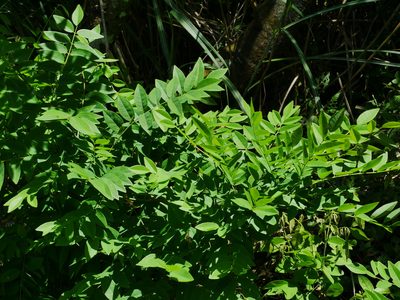 Maackia taiwanensis, photographed by Jacy Chen
