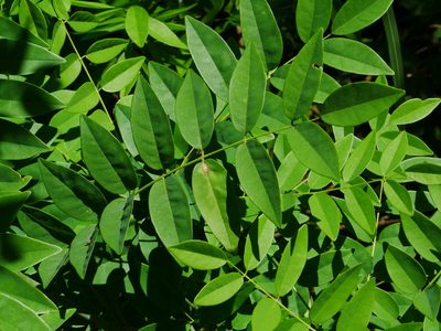 Maackia taiwanensis, photographed by Jacy Chen