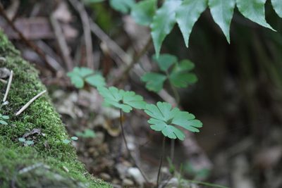 Semiaquilegia adoxoides, photographed by harum.koh