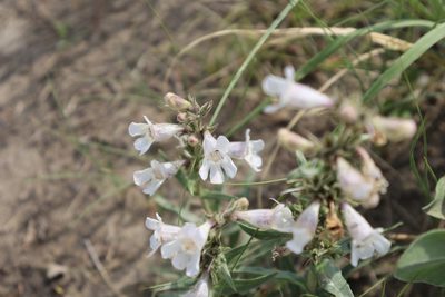 Penstemon albidus, photographed by Mark G