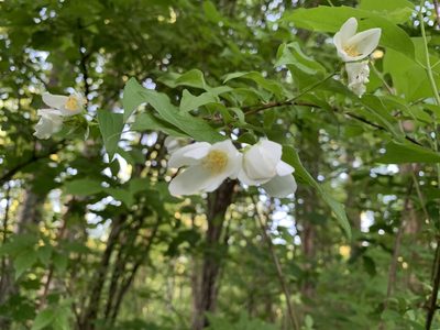 Philadelphus coronarius, photographed by Elizabeth Axley