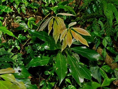 Neolitsea sericea, photographed by Jacy Chen