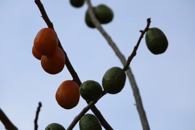 Spondias purpurea, photographed by Juan Rafael Rodríguez Razgado
