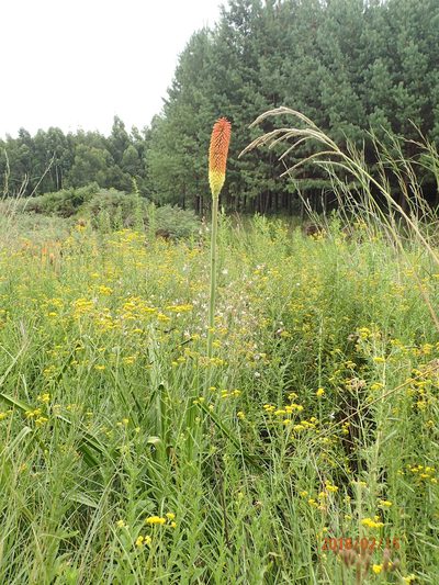 Kniphofia linearifolia, photographed by Peter Warren