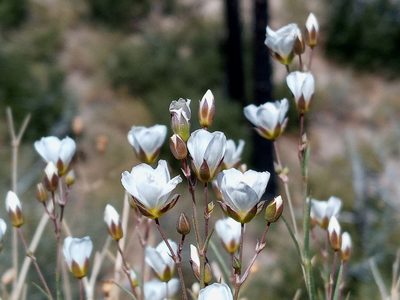 Eremogone macradenia, photographed by Daniel S.