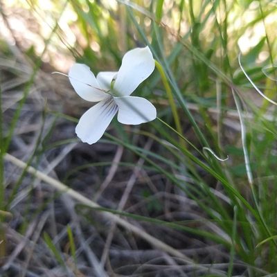 Viola patrinii, photographed by Ochirnima Nimaev