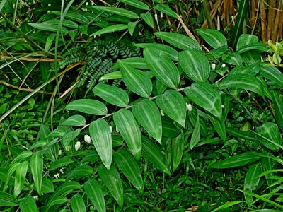 Polygonatum arisanense, photographed by Jacy Chen