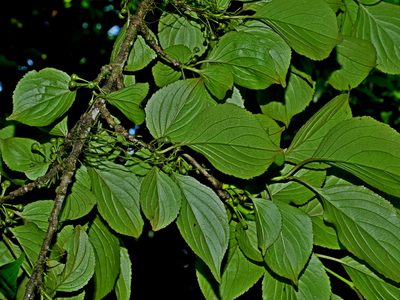 Rhamnus nakaharae, photographed by Jacy Chen