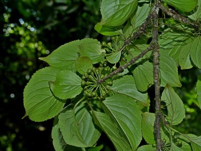Rhamnus nakaharae, photographed by Jacy Chen