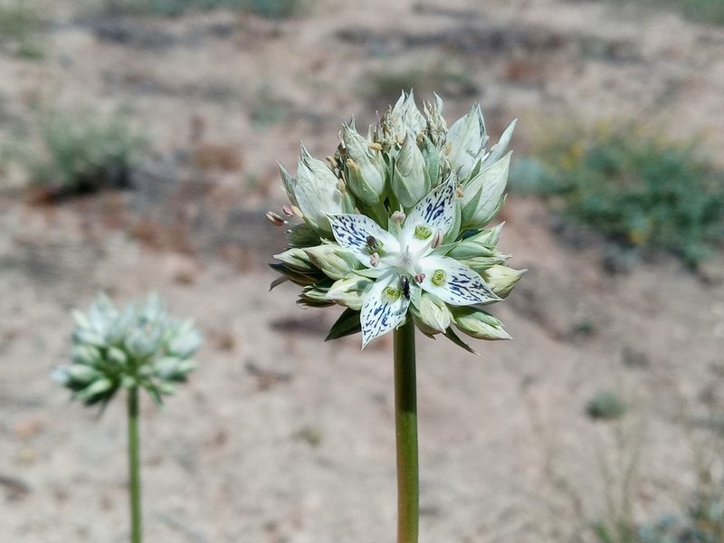 Frasera neglecta, photographed by Daniel S.