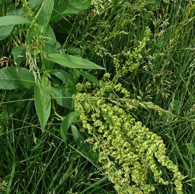 Rumex altissimus, photographed by Sandra Keller