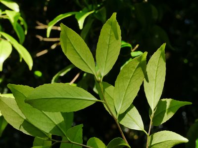 Symplocos sumuntia, photographed by Jacy Chen