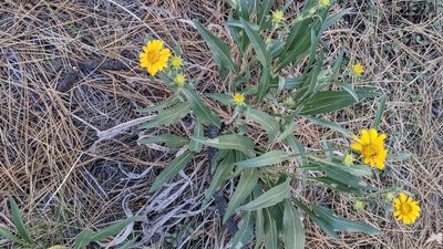 Helianthella californica