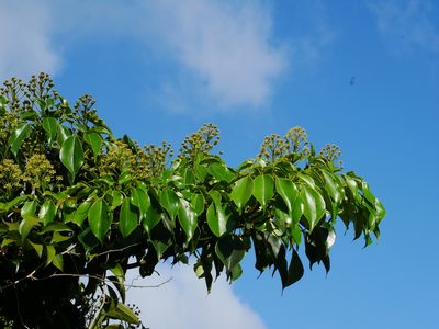 Trochodendron aralioides, photographed by Jacy Chen