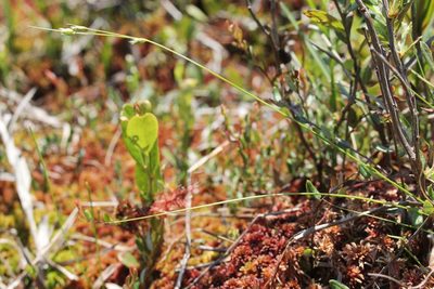 Carex billingsii, photographed by Quinten Wiegersma