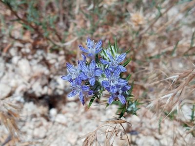 Eriastrum densifolium, photographed by Daniel S.