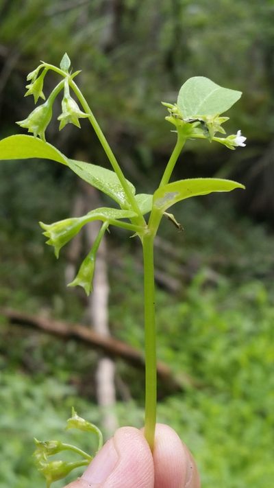 Pentodon pentandrus, photographed by Jay Horn