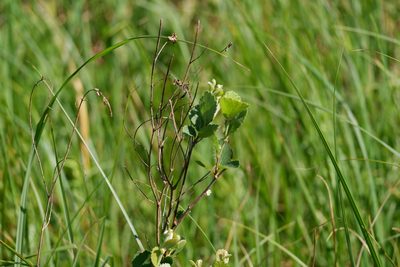 Betula pumila, photographed by Bonnie Semmling