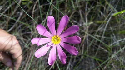 Sabatia decandra, photographed by Jay Horn