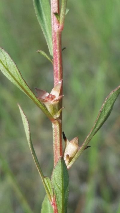 Ludwigia curtissii, photographed by Jay Horn