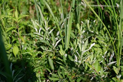Salix candida, photographed by Bonnie Semmling