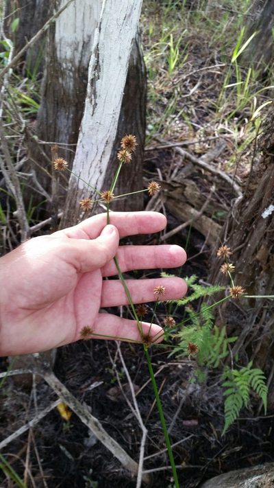 Juncus paludosus, photographed by Jay Horn