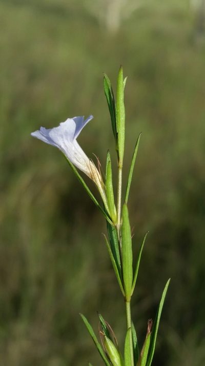Dyschoriste angusta, photographed by Jay Horn