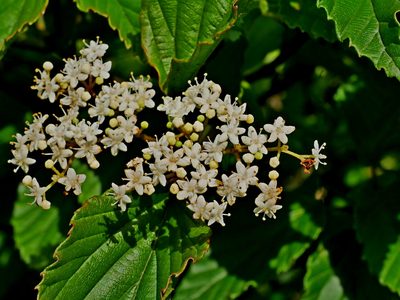 Viburnum luzonicum, photographed by Jacy Chen
